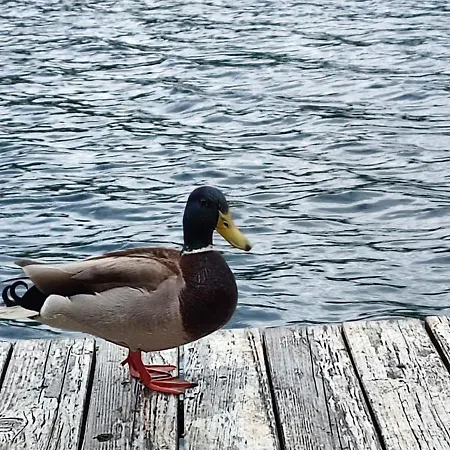 Splav Wake At The Apartamento