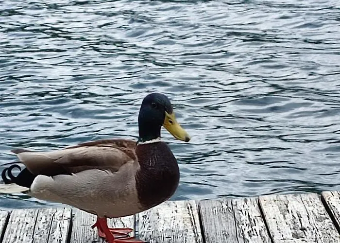 Splav Wake At The 아파트